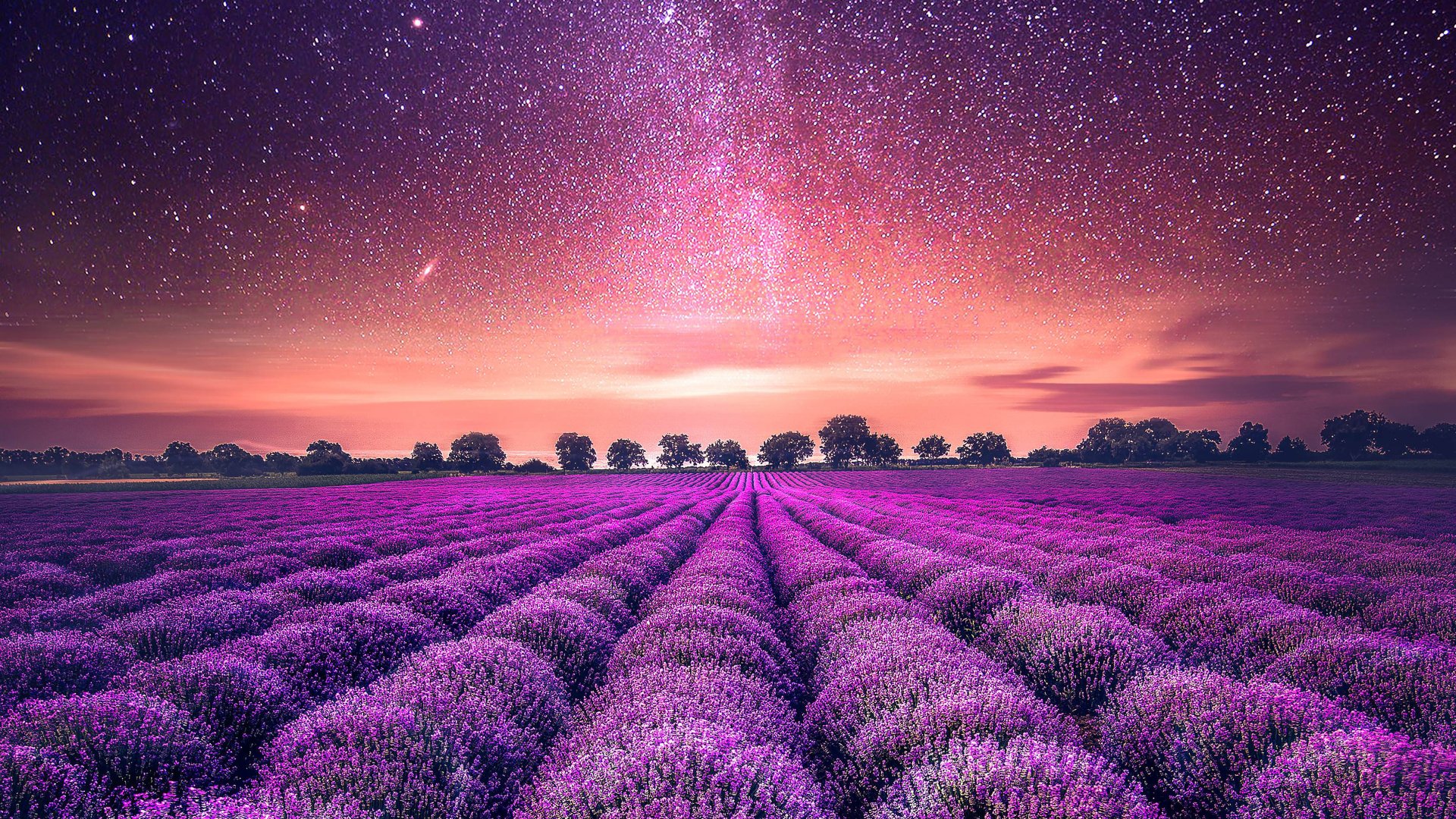 Download Starry Sky Night Field Nature Lavender HD Wallpaper