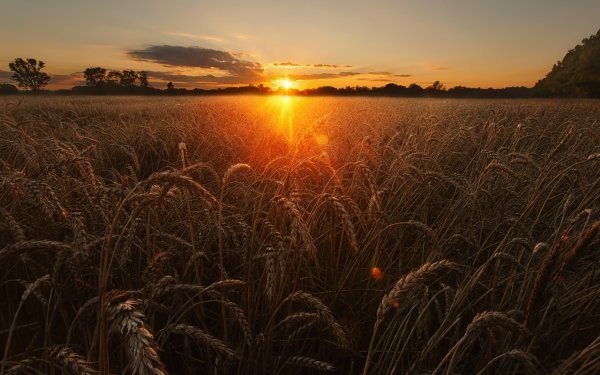 Nature Wheat Summer Sunrise Field HD Wallpaper | Background Image