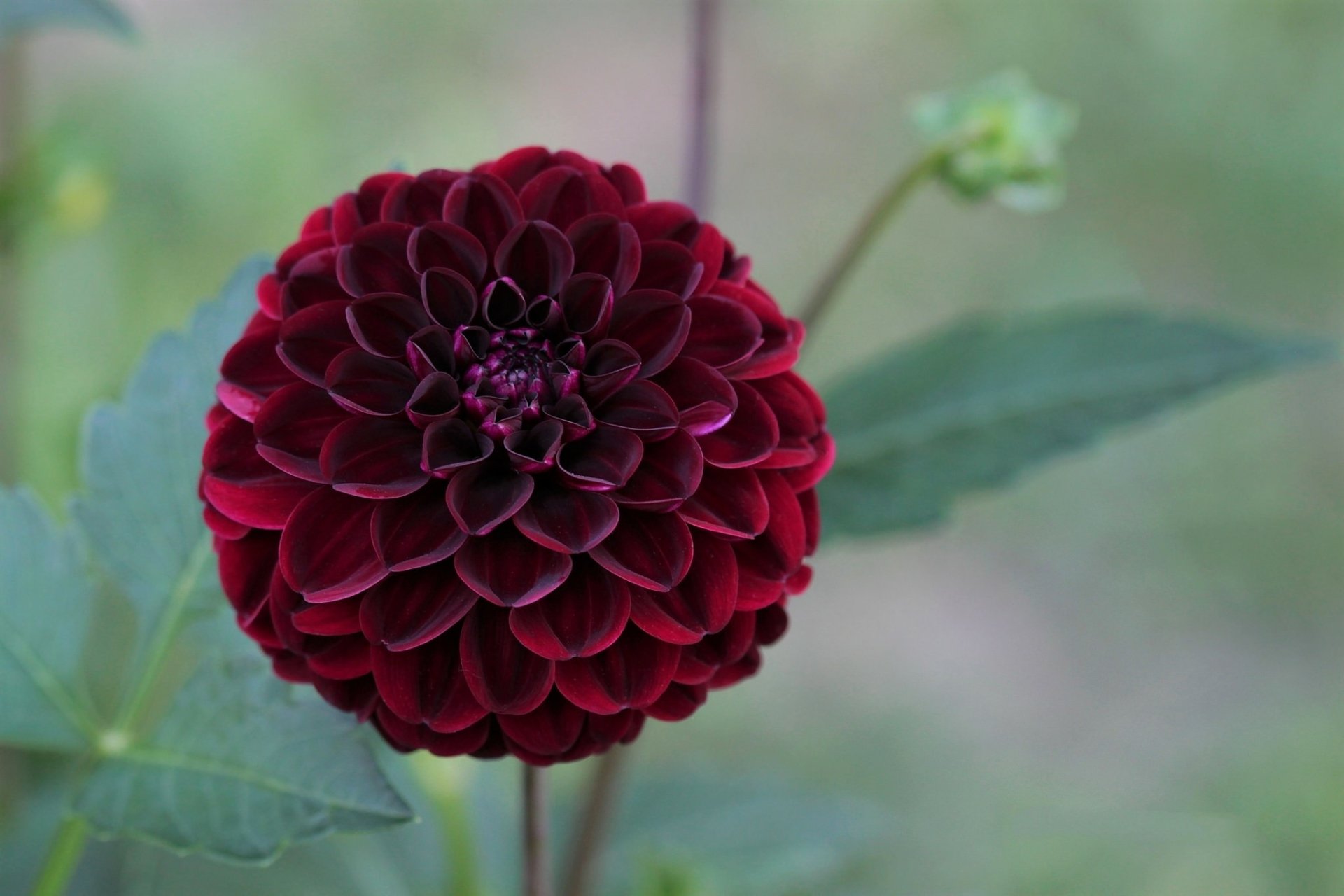 Download Red Flower Flower Nature Dahlia HD Wallpaper