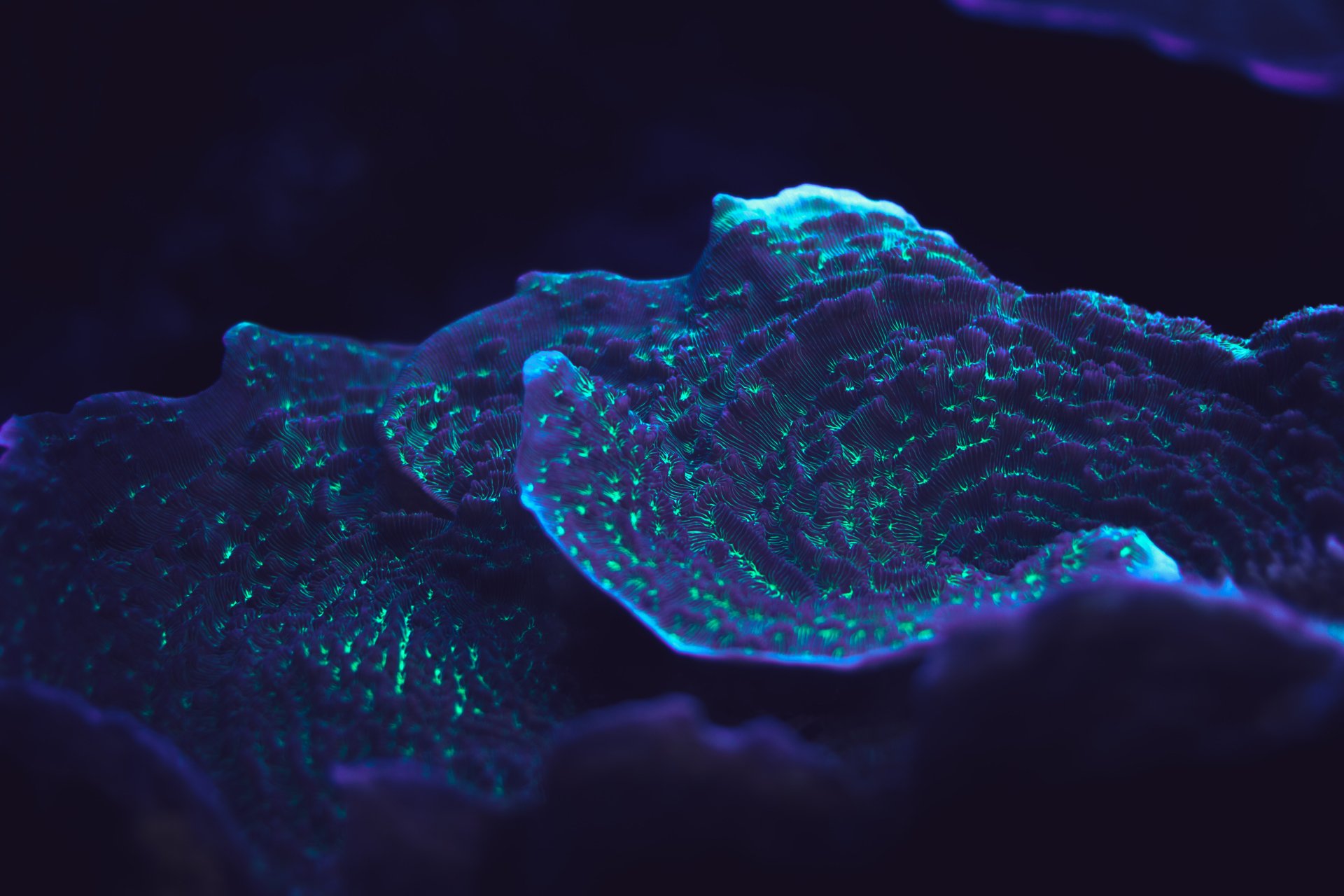 5K Ultra HD PC desktop wallpaper: close-up of a glowing coral animal in deep blue and teal, rippled textures and bioluminescent speckles.