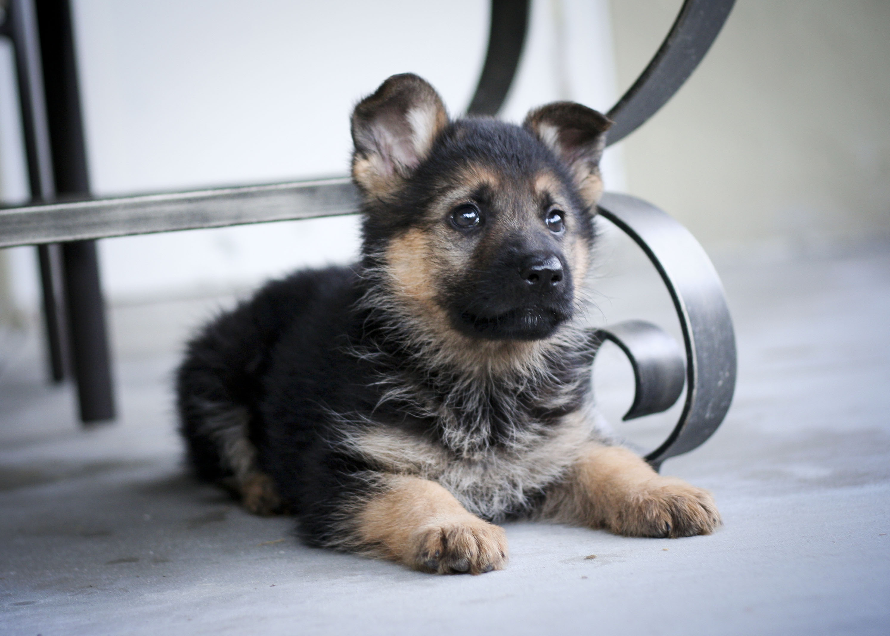 German Shepherd Puppy – Telegraph