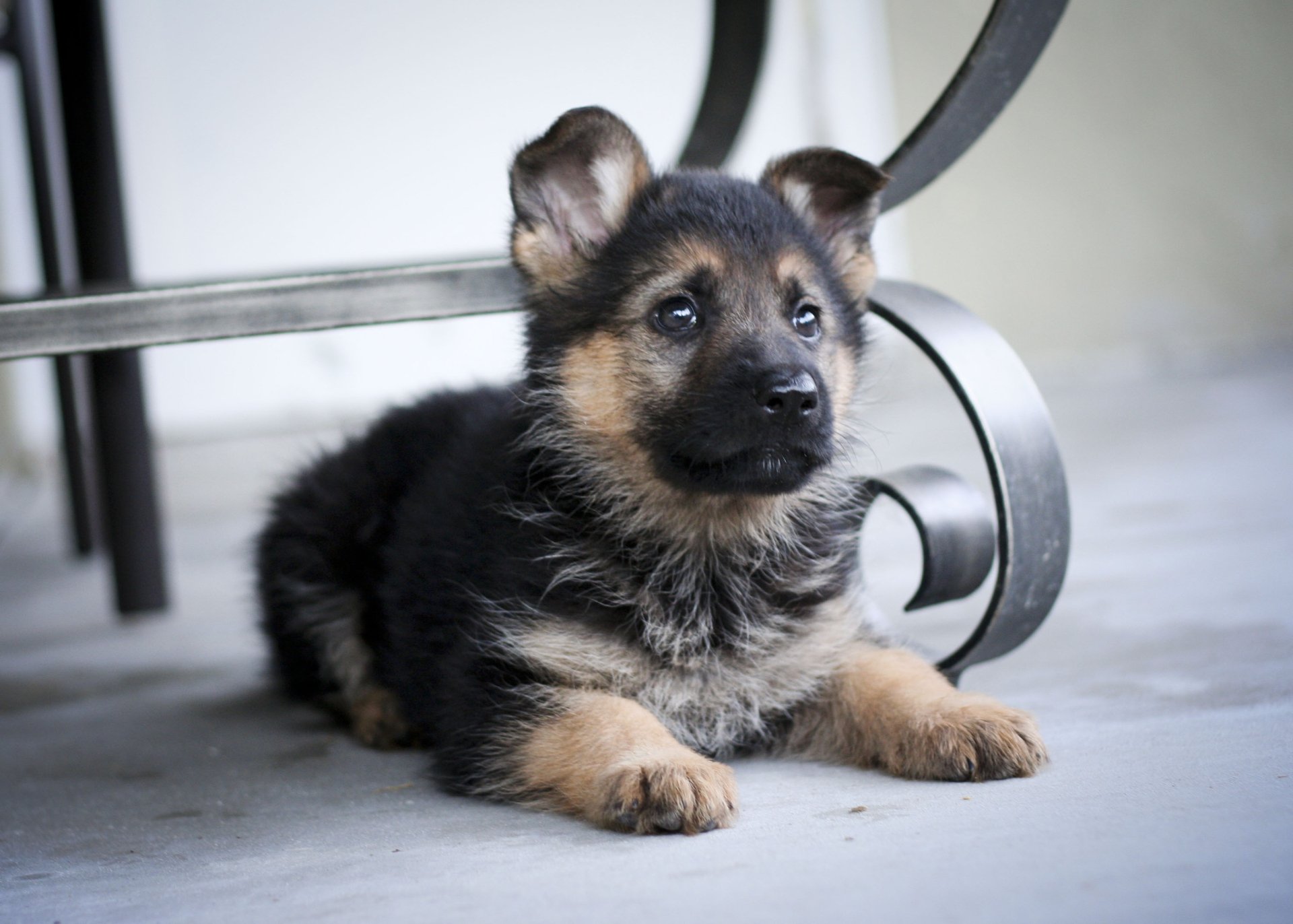Download Baby Animal Puppy Dog Animal German Shepherd HD Wallpaper