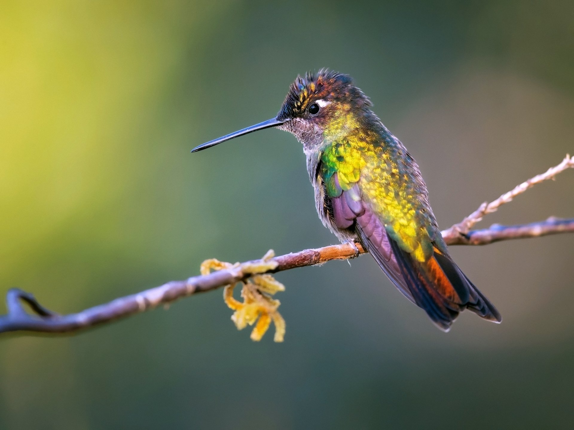 HD Hummingbird Harmony: Vibrant Animal Wallpaper Bliss | 2048x1536 ...