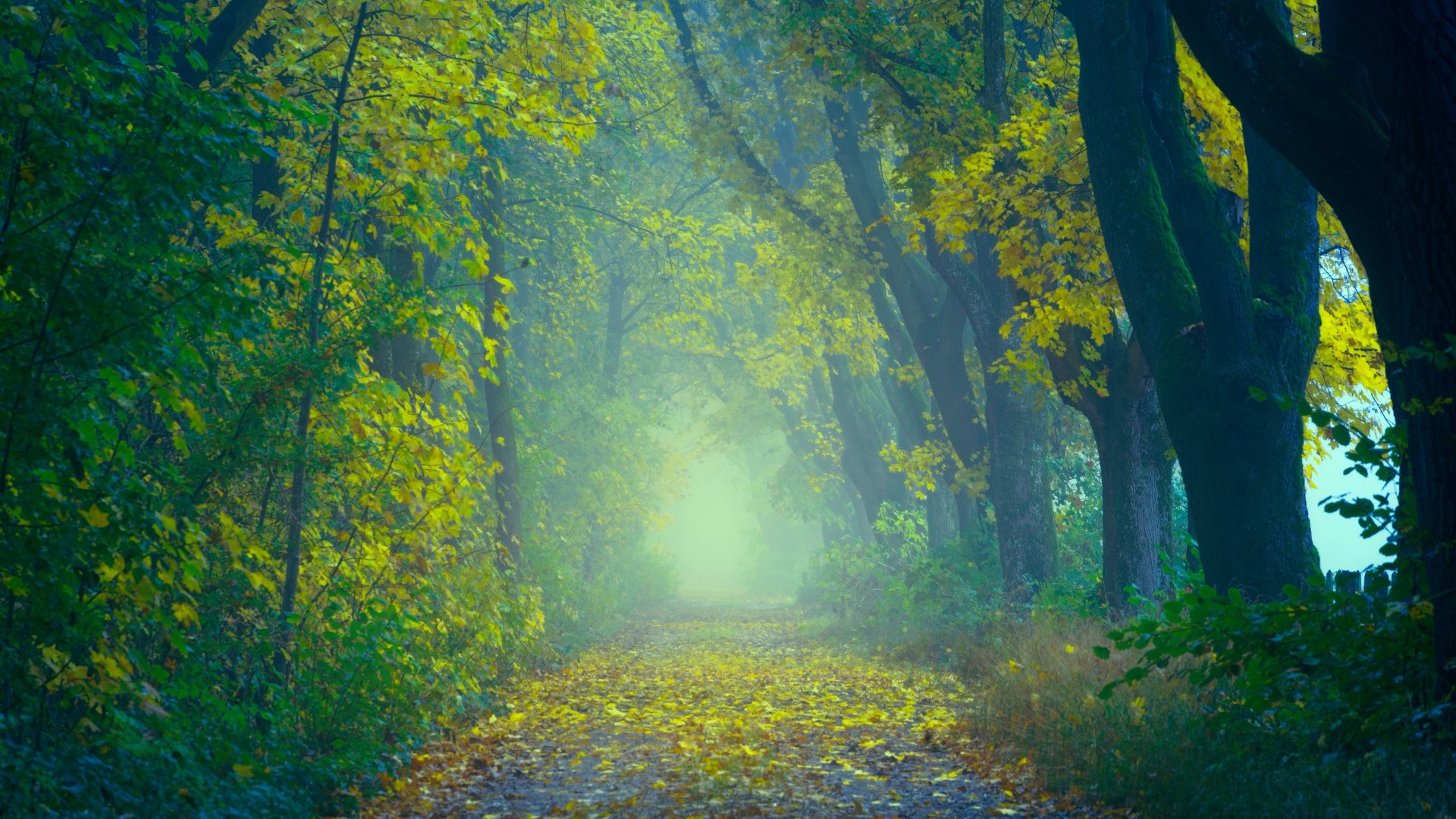 Autumn Foggy Forest 5k Retina Ultra Hd Wallpaper Background Image