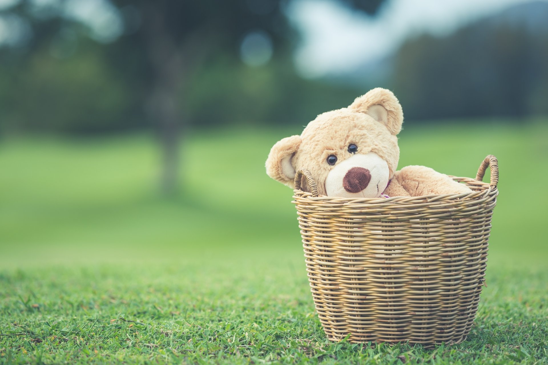 Download Teddy Bear Basket Depth Of Field Man Made Stuffed Animal 4k ...