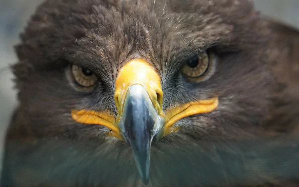 bird of prey beak close-up face eagle Animal golden eagle HD Desktop Wallpaper | Background Image