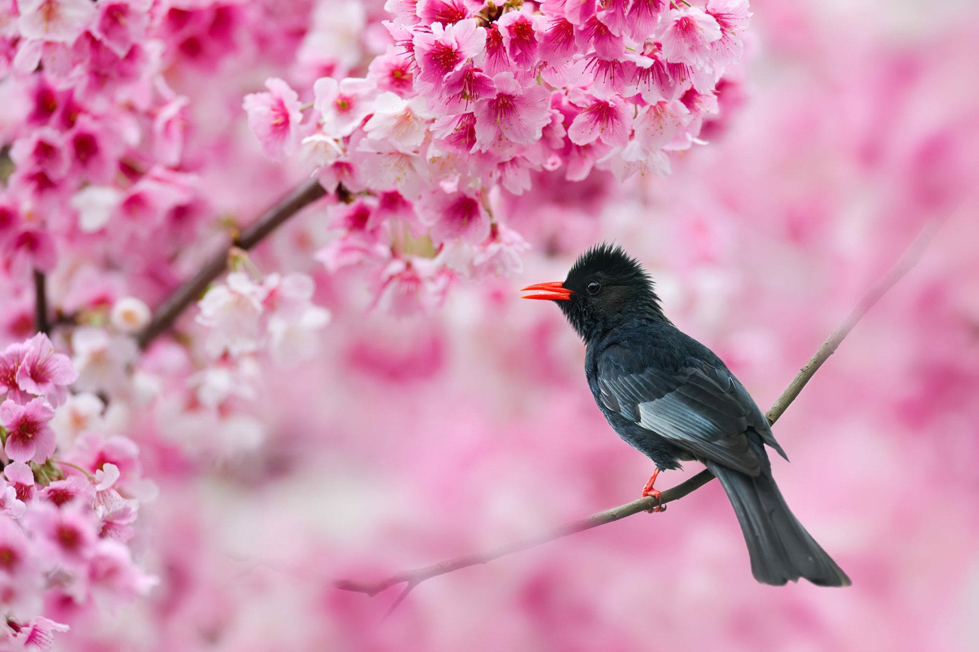 Download Himalayan Black Bulbul Pink Flower Passerine Branch Sakura Animal Bulbul HD Wallpaper