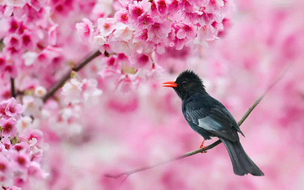  Black Bulbul in Cherry Blossom Tree