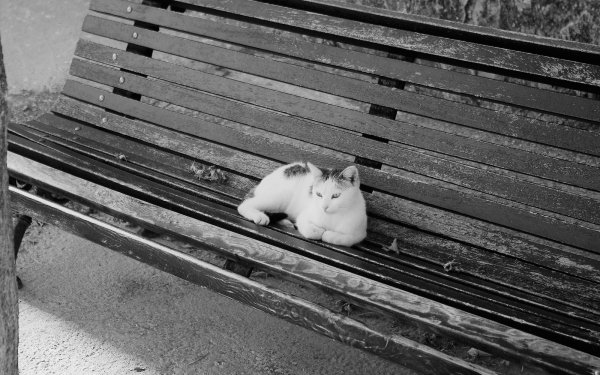 Animal Cat Cats Pet Black & White Bench HD Wallpaper | Background Image