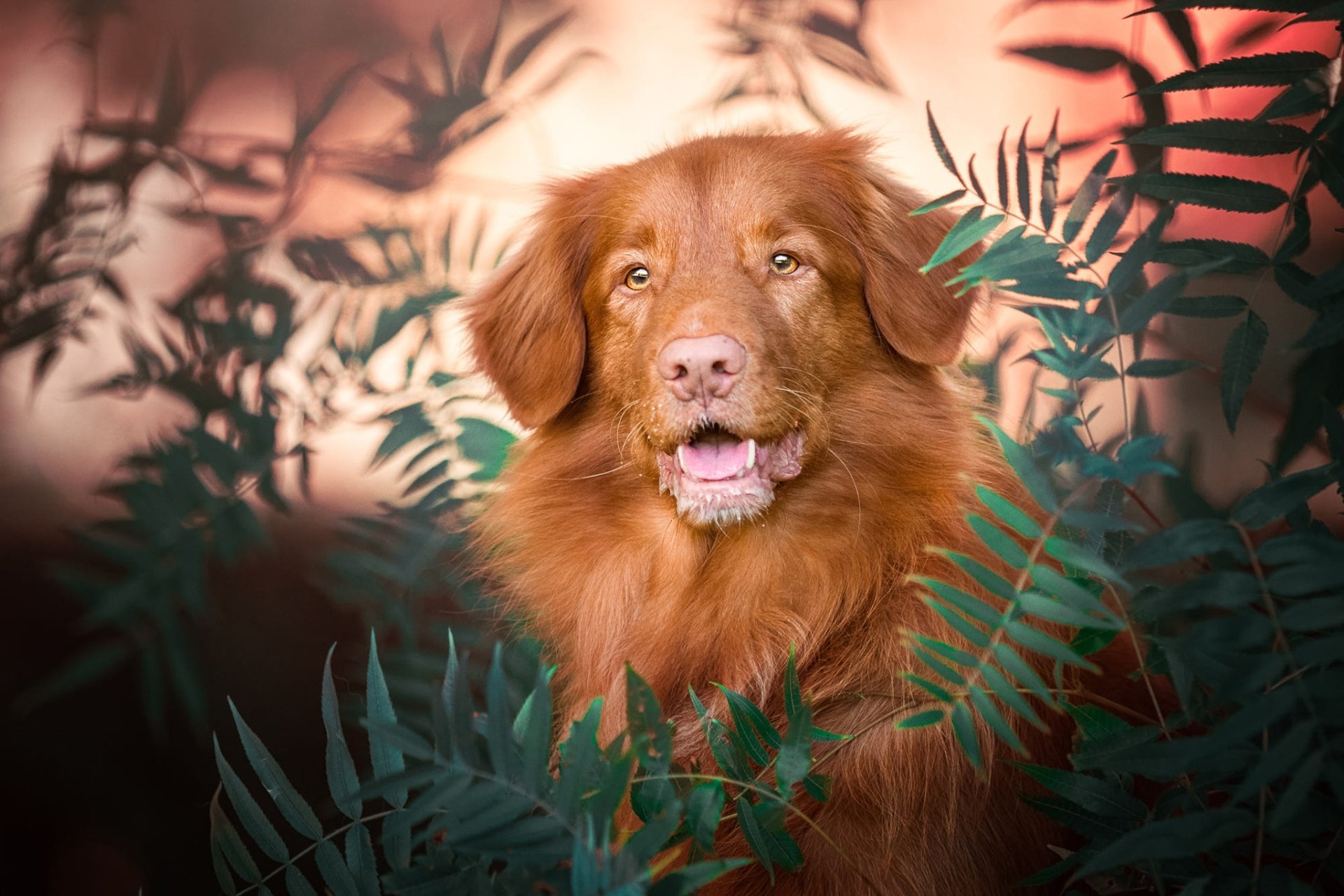 Download Animal Dog HD Wallpaper | 2048x1365 | Wallpaper Abyss