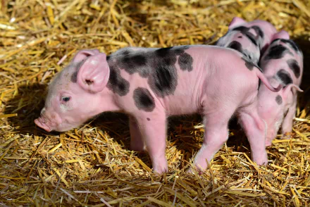  Cute Pink Little Piglet by Mabel Amber