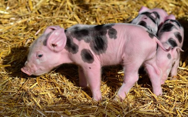 Animal Pig Piglet Baby Animal HD Wallpaper | Background Image