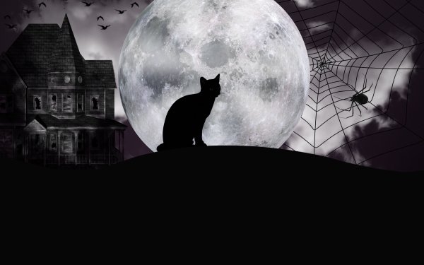 Holiday Halloween Cat Dark Moon Spider Web Spider House HD Wallpaper | Background Image