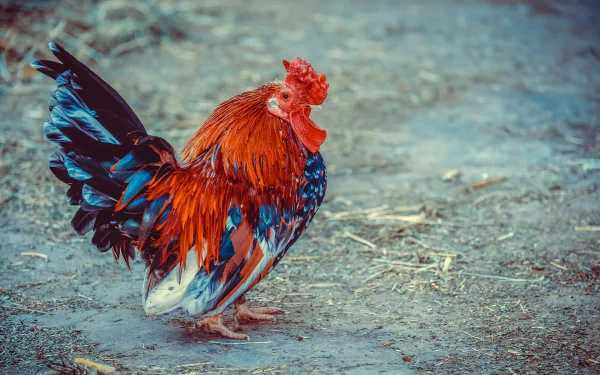 HD desktop wallpaper featuring a vibrant rooster with striking red and black feathers standing on a natural ground, showcasing the beauty of this animal chicken.