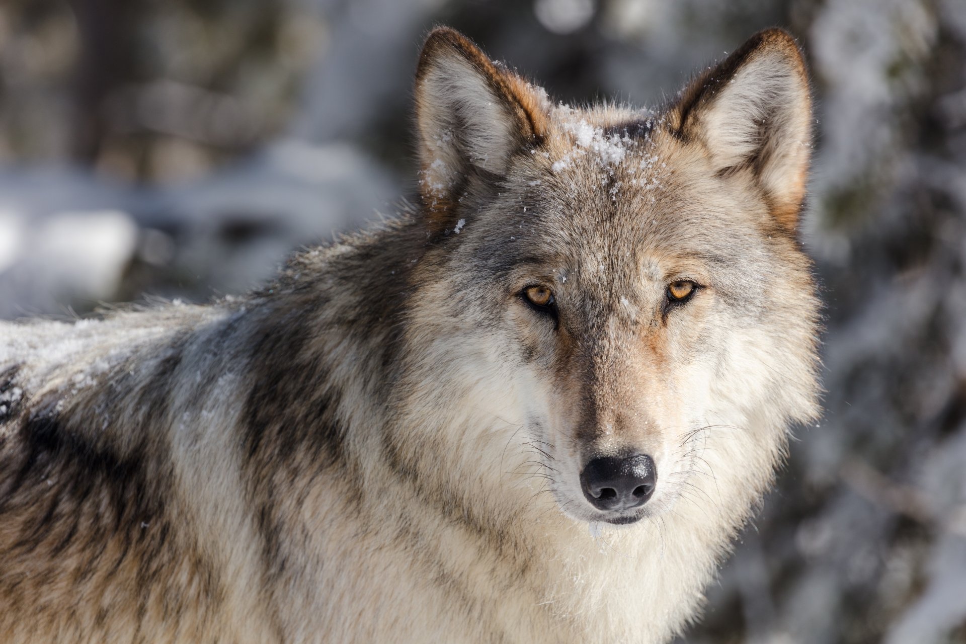 Download Animal Wolf 8k Ultra HD Wallpaper