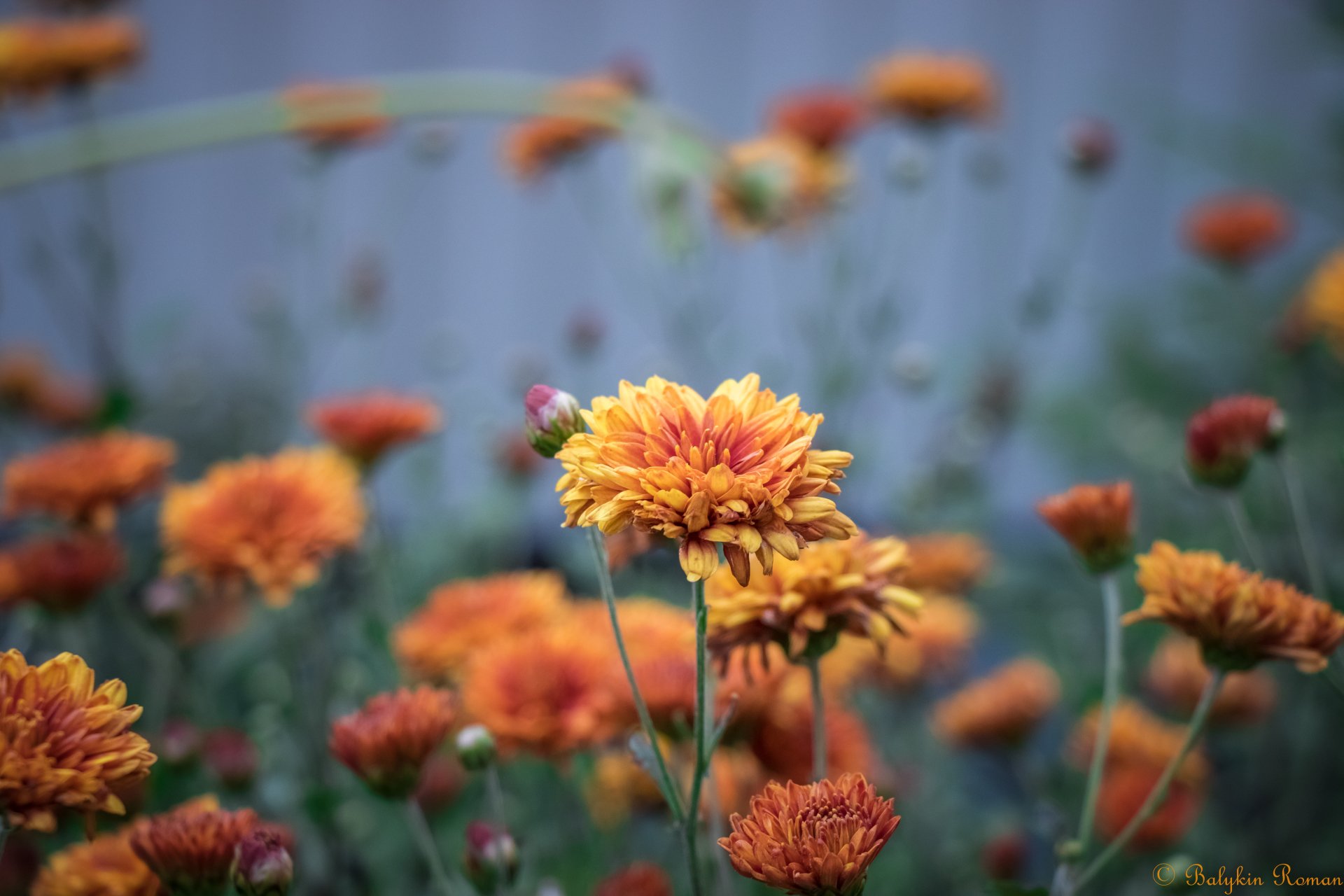 Download Orange Flower Nature Flower 4k Ultra HD Wallpaper by Vergilius