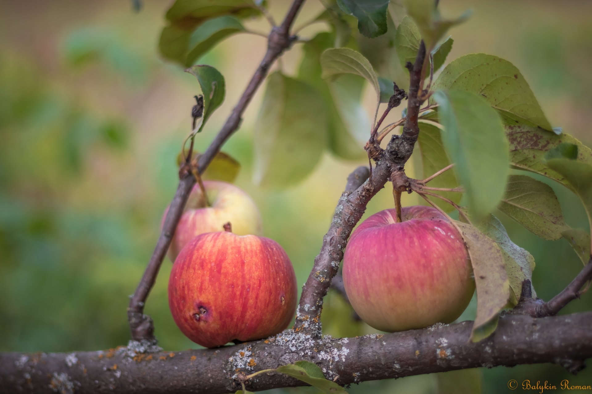 Download Food Apple 4k Ultra HD Wallpaper by Vergilius