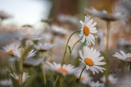 nature chamomile HD Desktop Wallpaper | Background Image