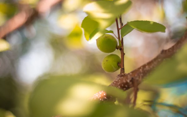 nature apricot tree HD Desktop Wallpaper | Background Image