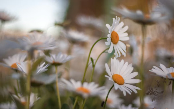 nature chamomile HD Desktop Wallpaper | Background Image
