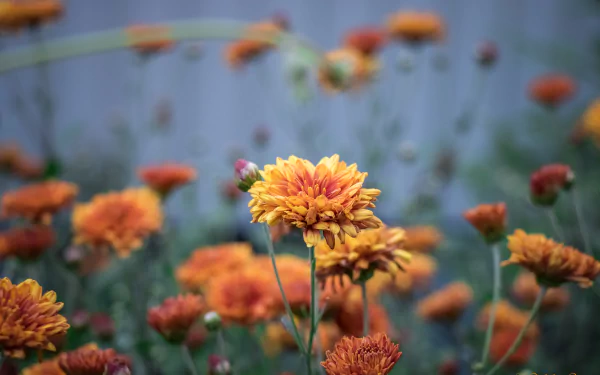 orange flower nature flower HD Desktop Wallpaper | Background Image