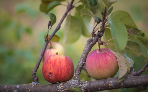food apple HD Desktop Wallpaper | Background Image