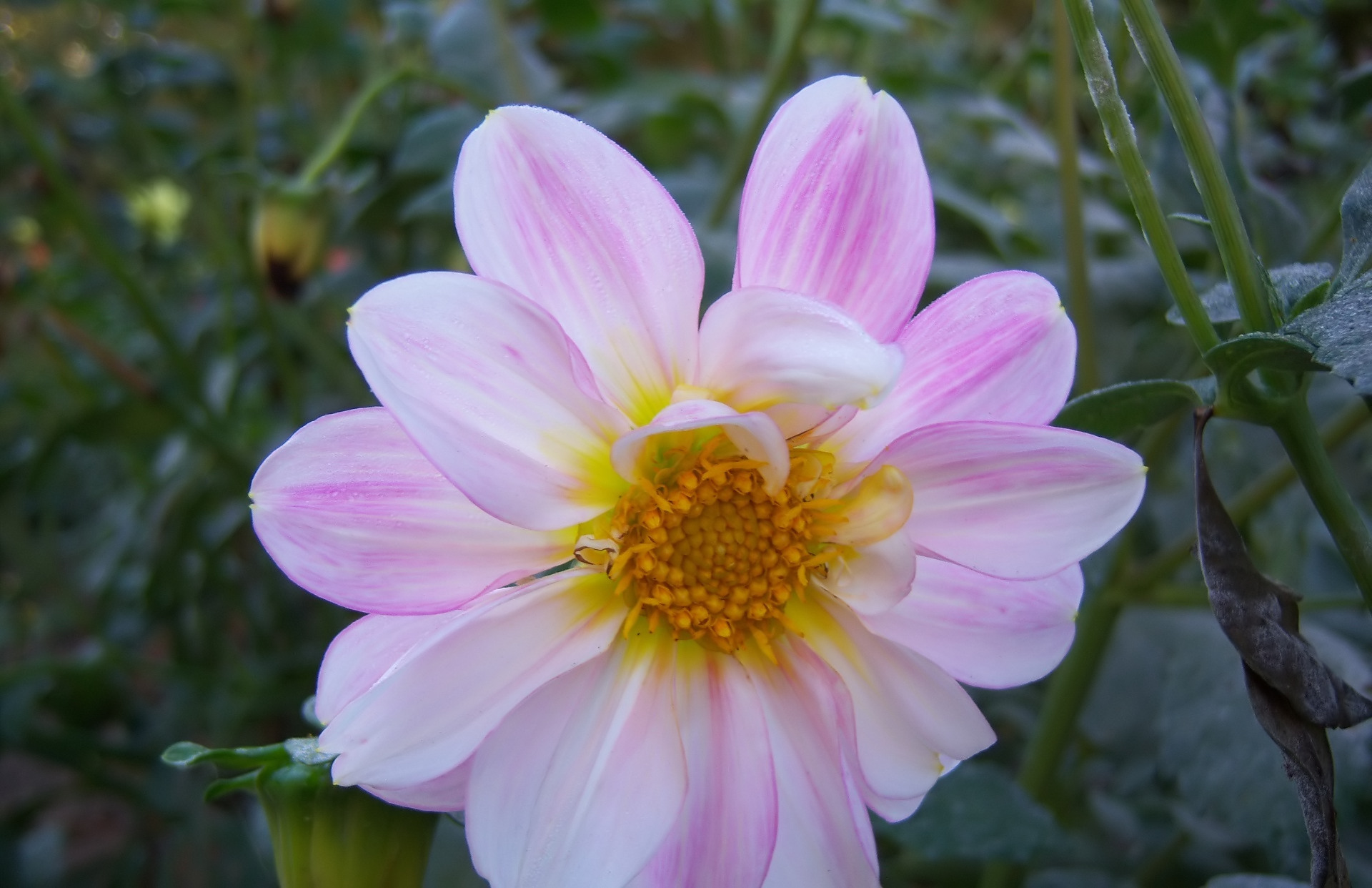 Download Nature Dahlia HD Wallpaper by Meduzanol