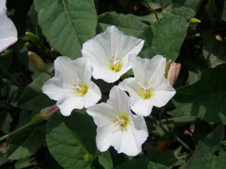 nature Bindweed HD Desktop Wallpaper | Background Image