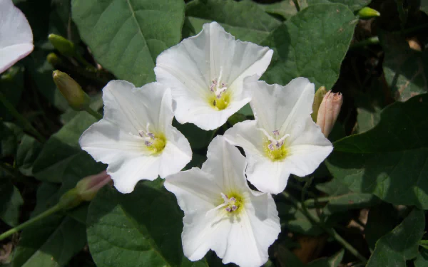 nature Bindweed HD Desktop Wallpaper | Background Image