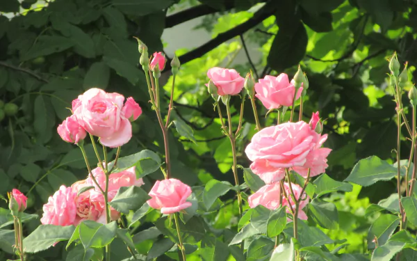 rose nature rose bush HD Desktop Wallpaper | Background Image