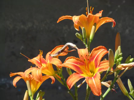 flower daylily nature lily HD Desktop Wallpaper | Background Image