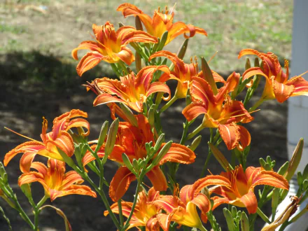 flower daylily nature lily HD Desktop Wallpaper | Background Image