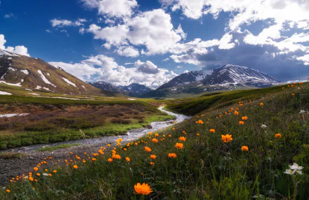 HD desktop wallpaper of a mountain landscape featuring a flowing stream and vibrant orange flowers under a blue sky with scattered clouds.