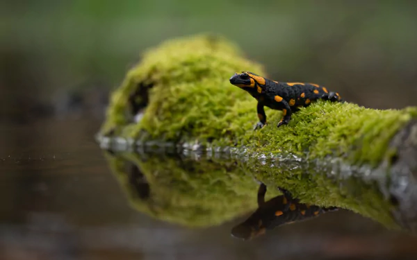 moss reptile lizard reflection Animal salamander HD Desktop Wallpaper | Background Image