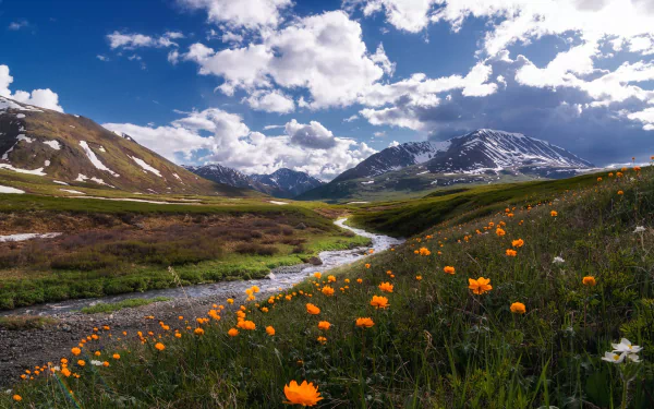 HD desktop wallpaper of a mountain landscape featuring a flowing stream and vibrant orange flowers under a blue sky with scattered clouds.