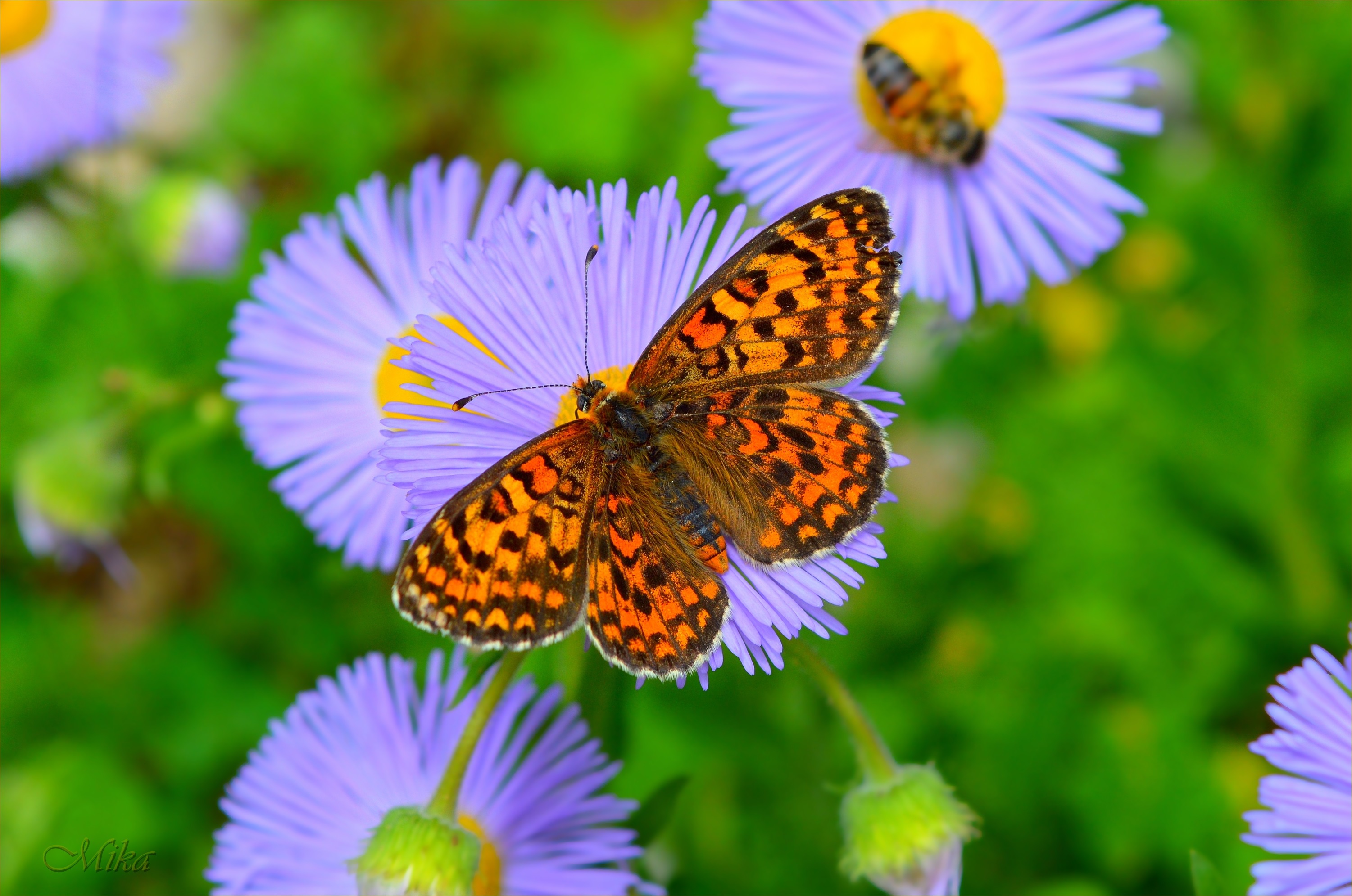 Butterfly HD Wallpaper