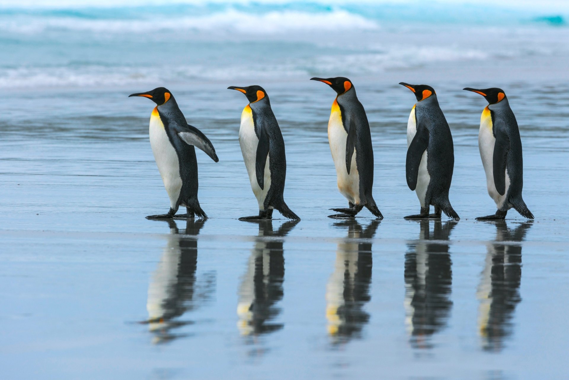 Download Reflection Animal Penguin HD Wallpaper