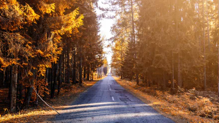 A man-made road stretches through a forest with golden fall foliage, captured in 4K Ultra HD for a vivid desktop wallpaper background.