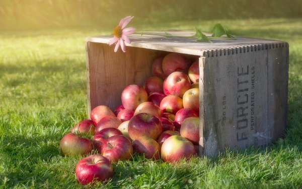 Food Apple Fruits Fruit Still Life HD Wallpaper | Background Image