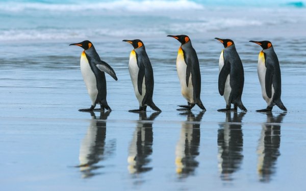 Animal Penguin Birds Penguins Reflection HD Wallpaper | Background Image