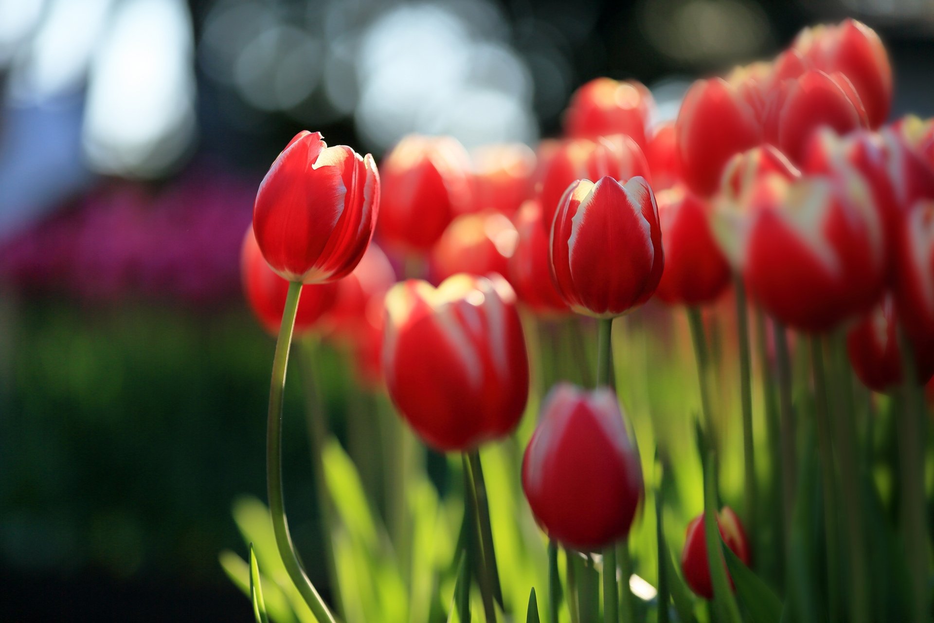 Download Red Flower Flower Nature Tulip HD Wallpaper | 2560x1707 ...