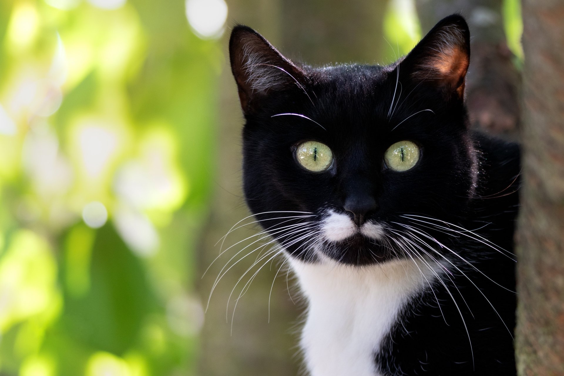 A black and white cat with striking green eyes gazes intently from a tree. The image is a captivating 4K Ultra HD wallpaper, showcasing the feline's curious stare amidst a natural backdrop.