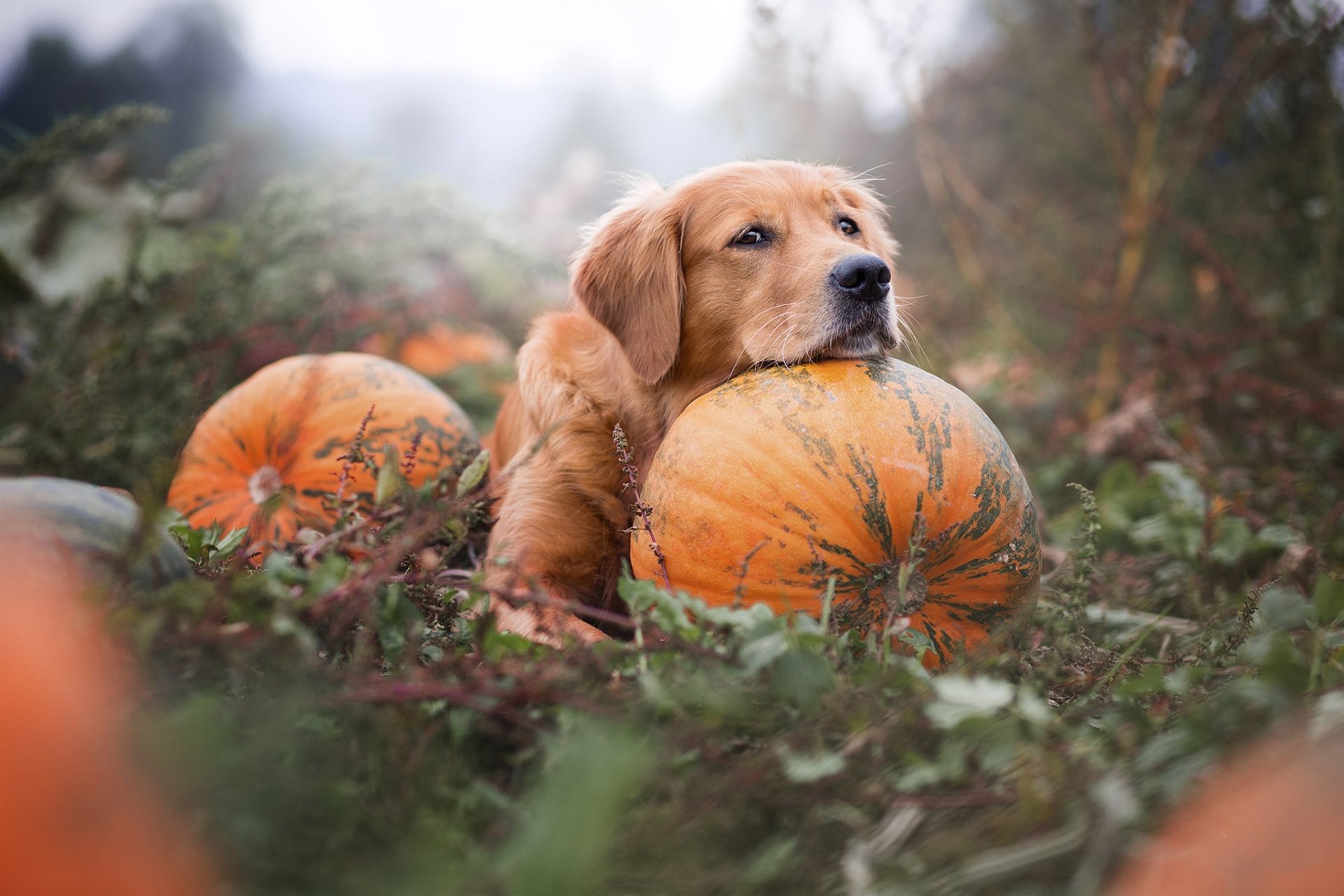 Download Pumpkin Dog Animal Golden Retriever HD Wallpaper