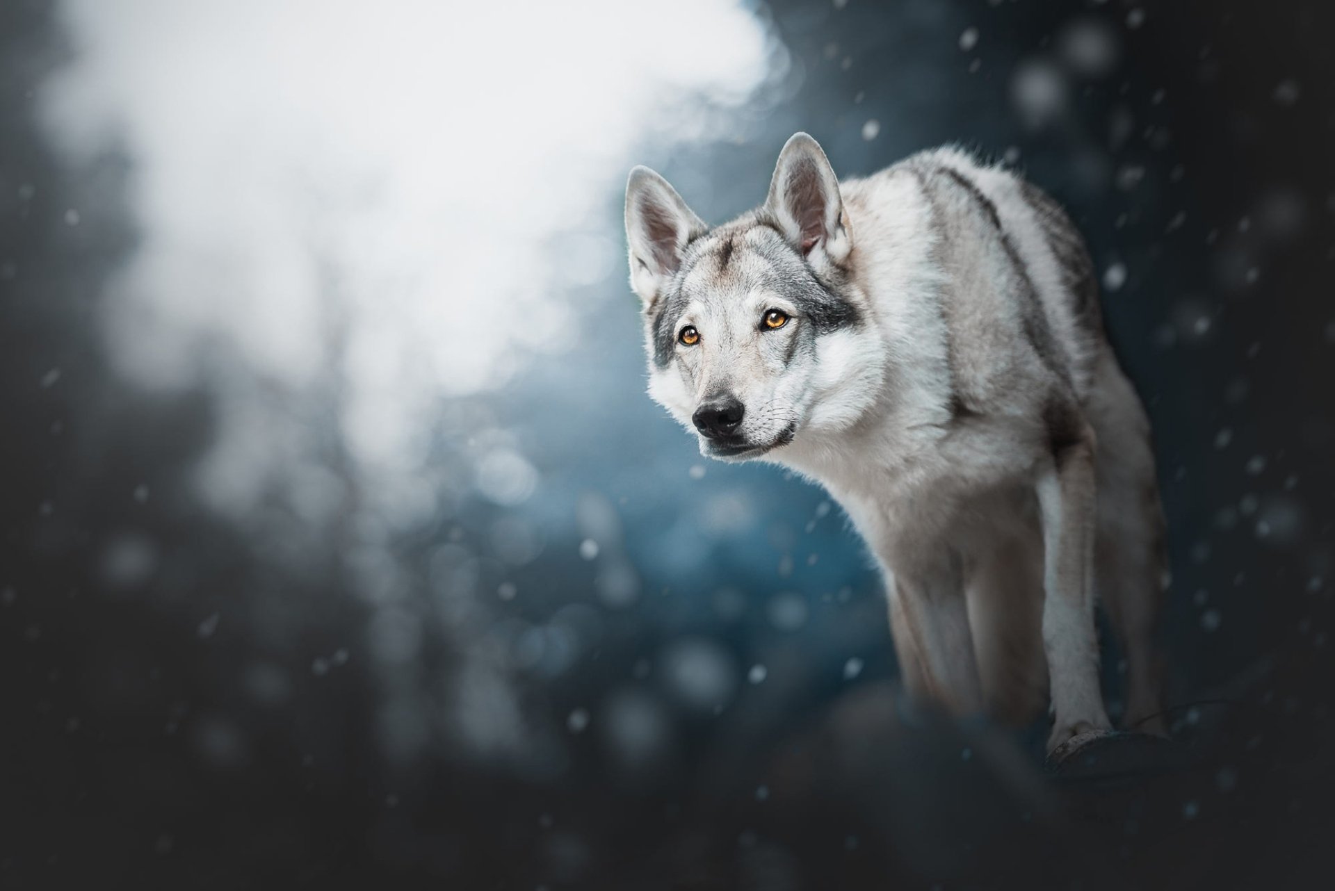 Download Animal Wolfdog HD Wallpaper