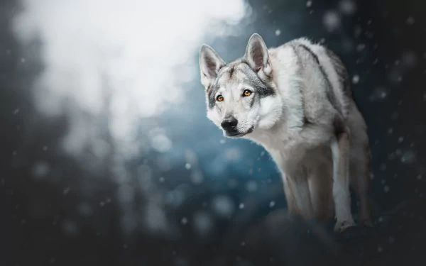 Animal wolfdog HD Desktop Wallpaper | Background Image