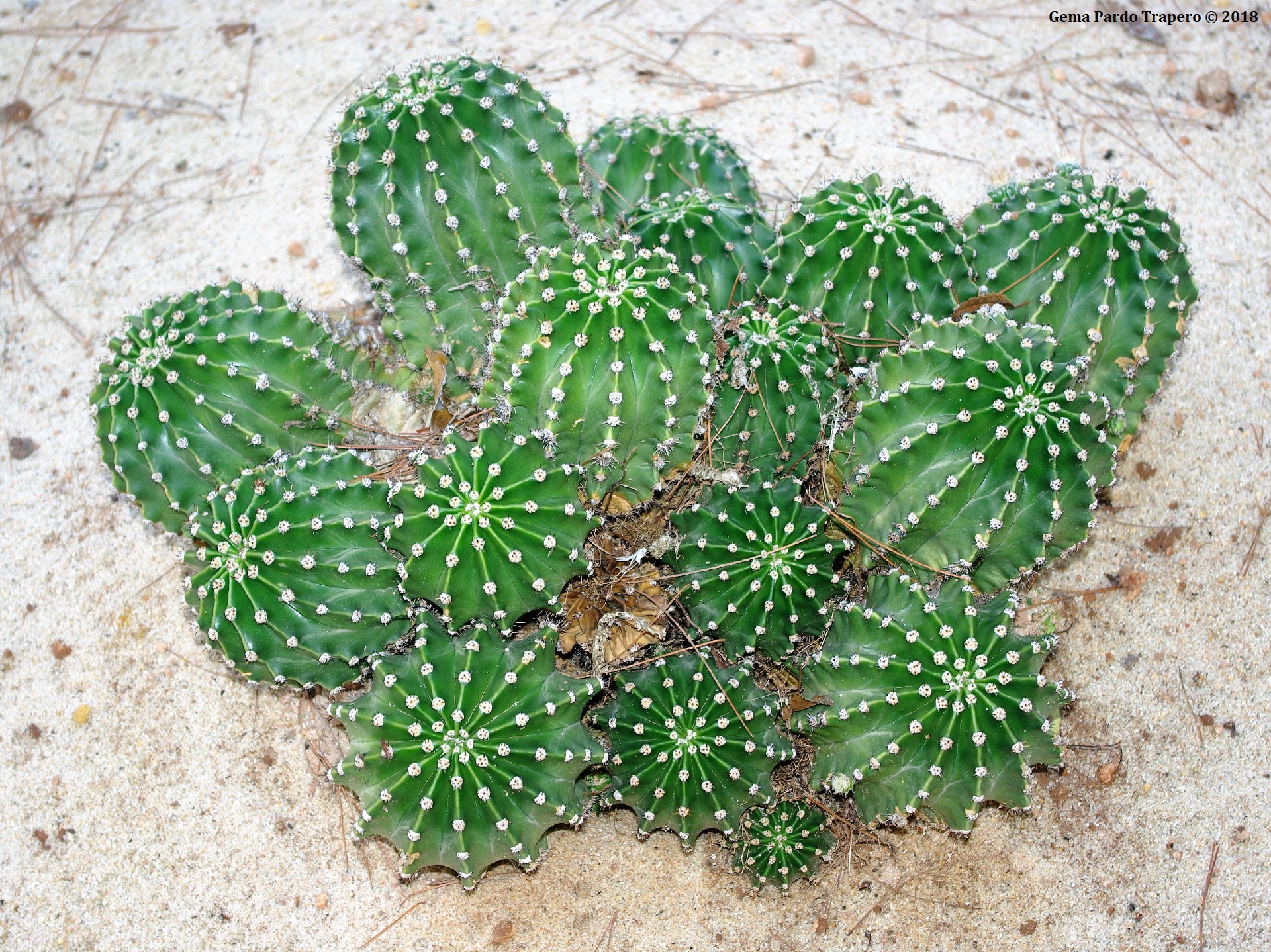 Earth Cactus HD Wallpaper | Background Image