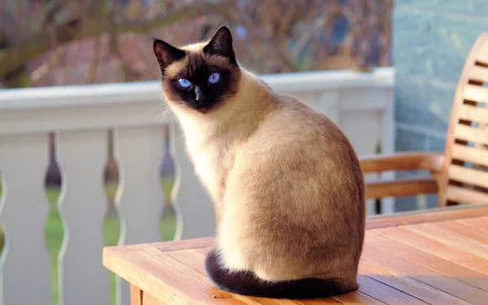 A Tonkinese cat with striking blue eyes sits on a wooden table outdoors, blending features of Siamese cats in this HD desktop wallpaper.