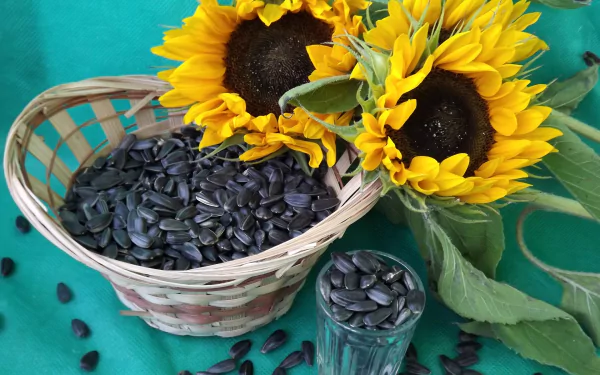 seed sunflower food still life HD Desktop Wallpaper | Background Image