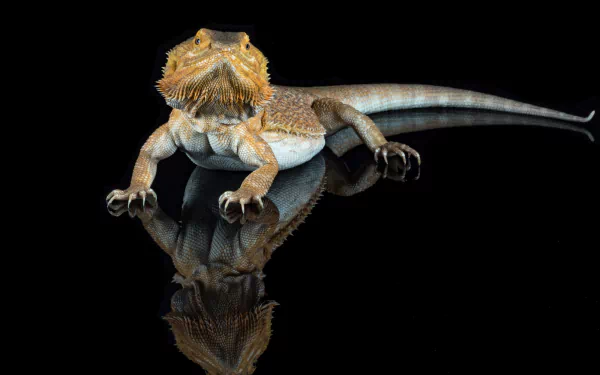 lizard Animal Bearded Dragon HD Desktop Wallpaper | Background Image