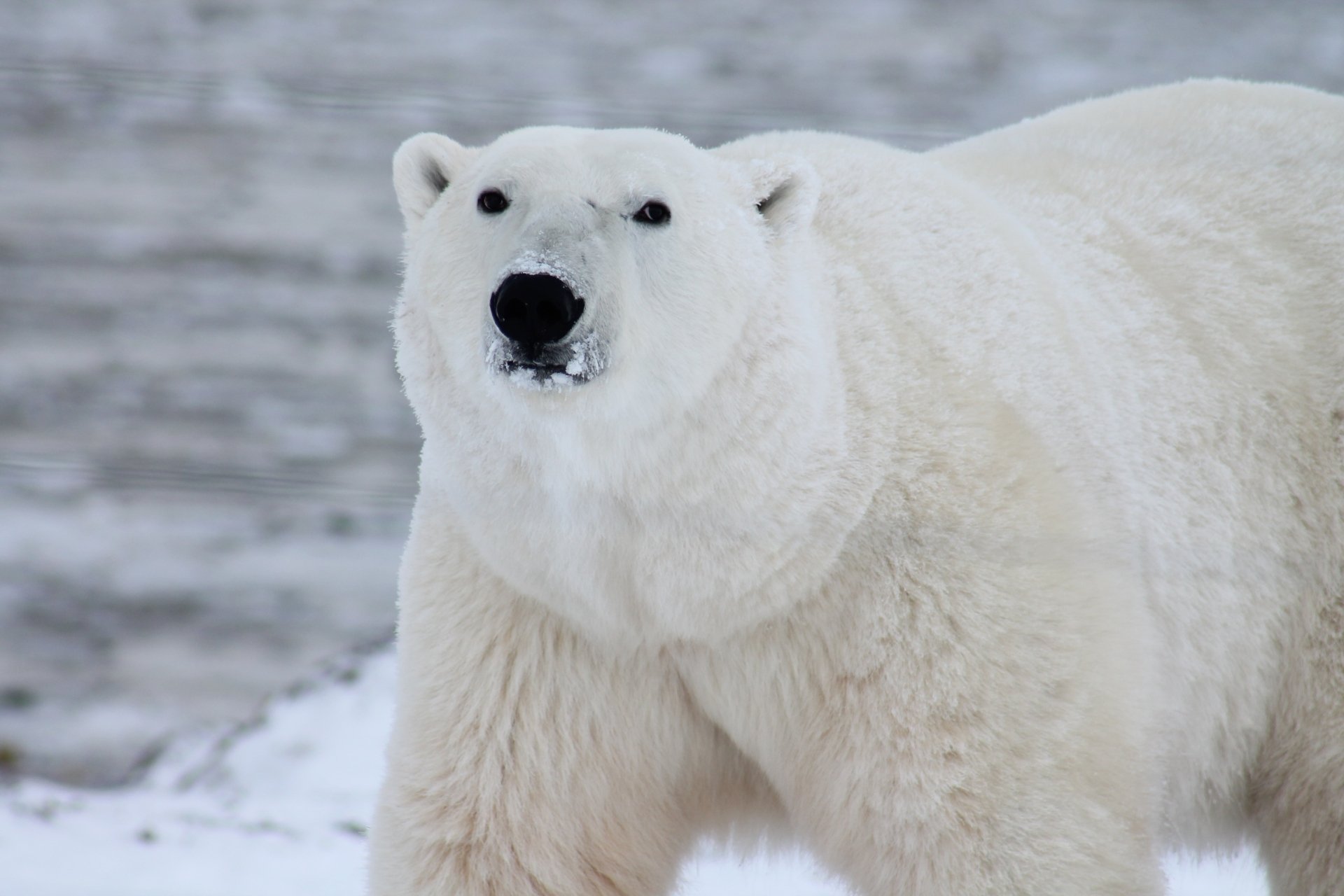 Download Animal Polar Bear 4k Ultra HD Wallpaper